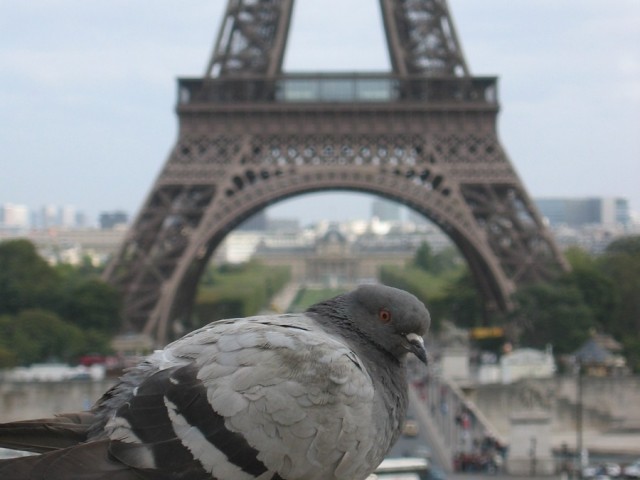 Parisian Pigeon